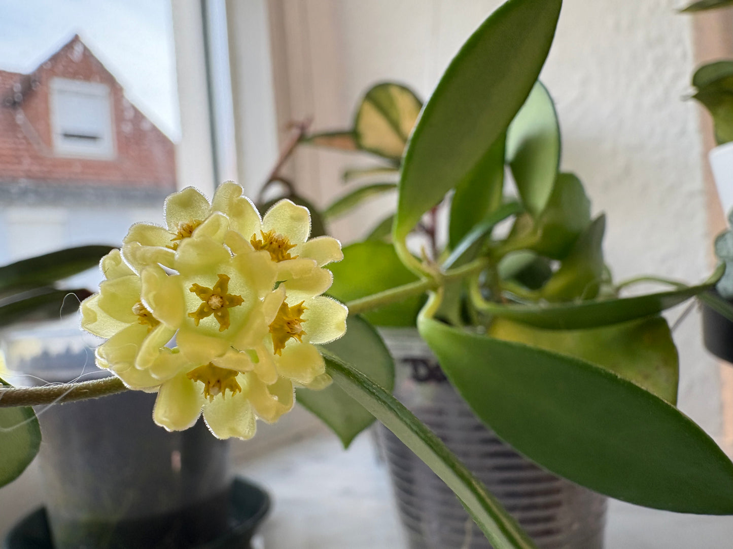 Hoya Davidcummingii Yellow Flowers – Cutting, unrooted, 1-2 leaves