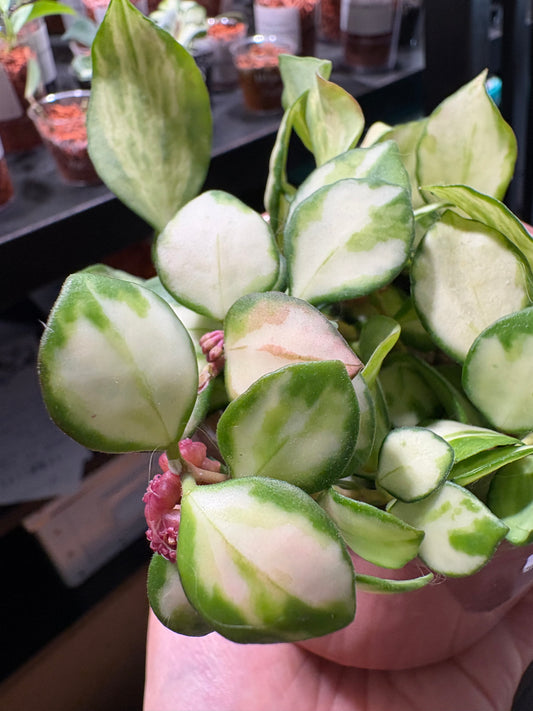 Hoya Heuschkeliana Variegata – Steckling, unbewurzelt, 1-2 Blätter