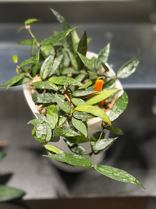 Hoya Lacunosa 'Langkawi Island' | Cutting, unrooted, 1-2 leaves