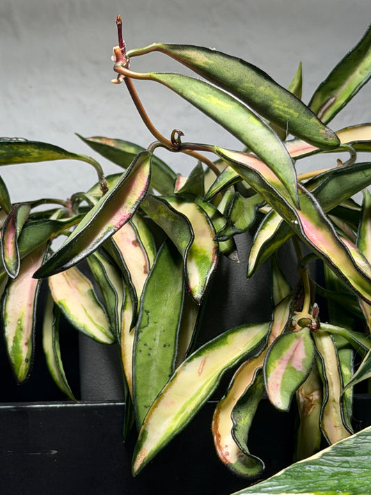 Hoya Wayettii 'Tricolor' Variegata – cutting, unrooted, 1-2 leaves