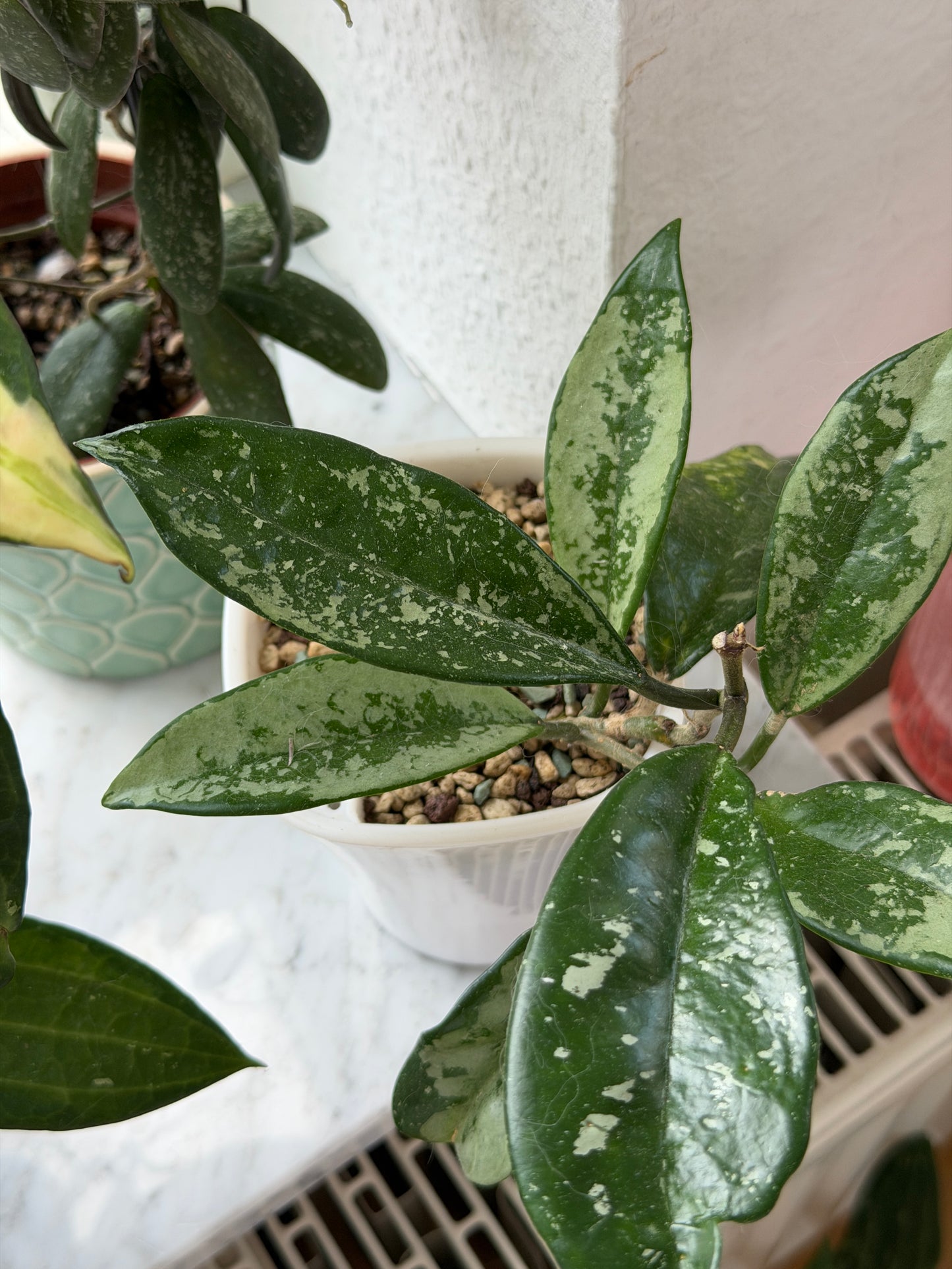 Hoya sp. AH074 ‚Silver Moon‘ – Steckling, unbewurzelt, 1-2 Blätter