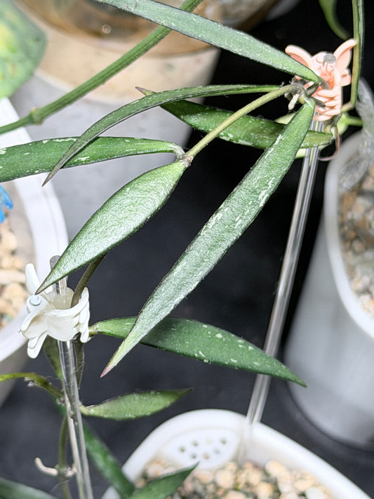 Hoya NO ID sp. 'Sumatra' – cutting, unrooted, 1-2 leaves