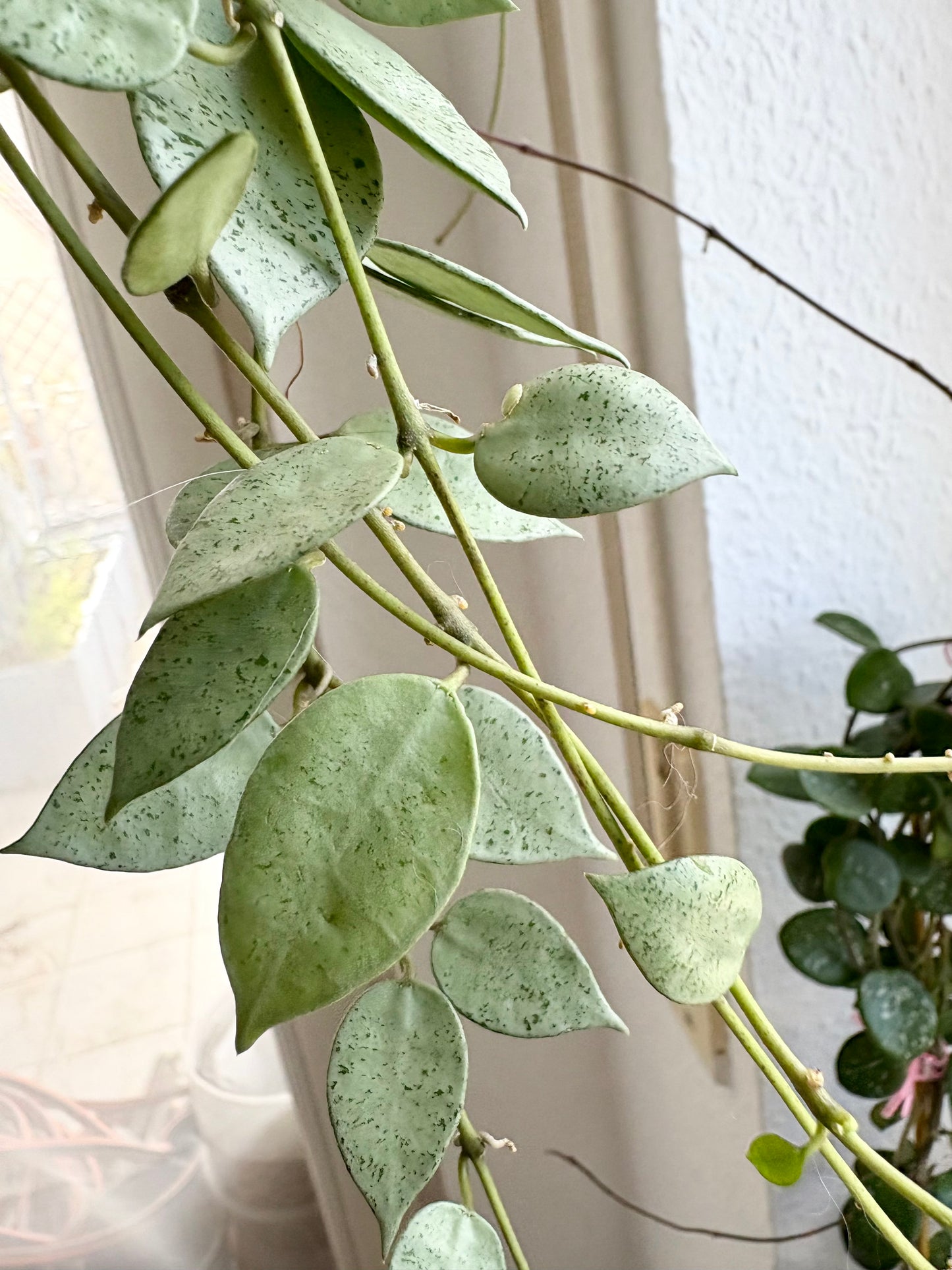 Hoya Lacunosa 'Mint Coin' – Cutting, unrooted, 1-2 leaves, silvery-shimmering