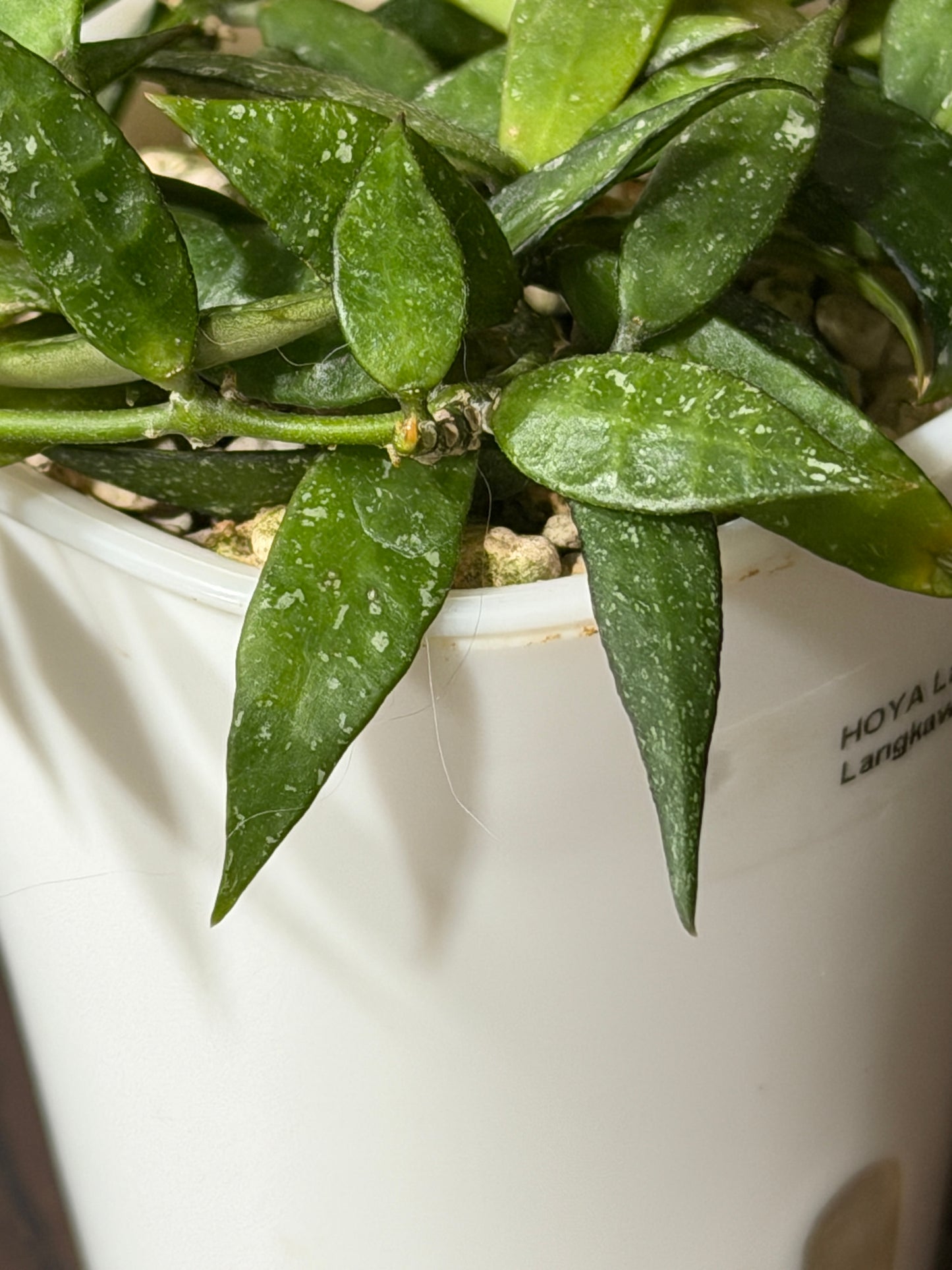 Hoya Lacunosa 'Langkawi Island' | Cutting, unrooted, 1-2 leaves