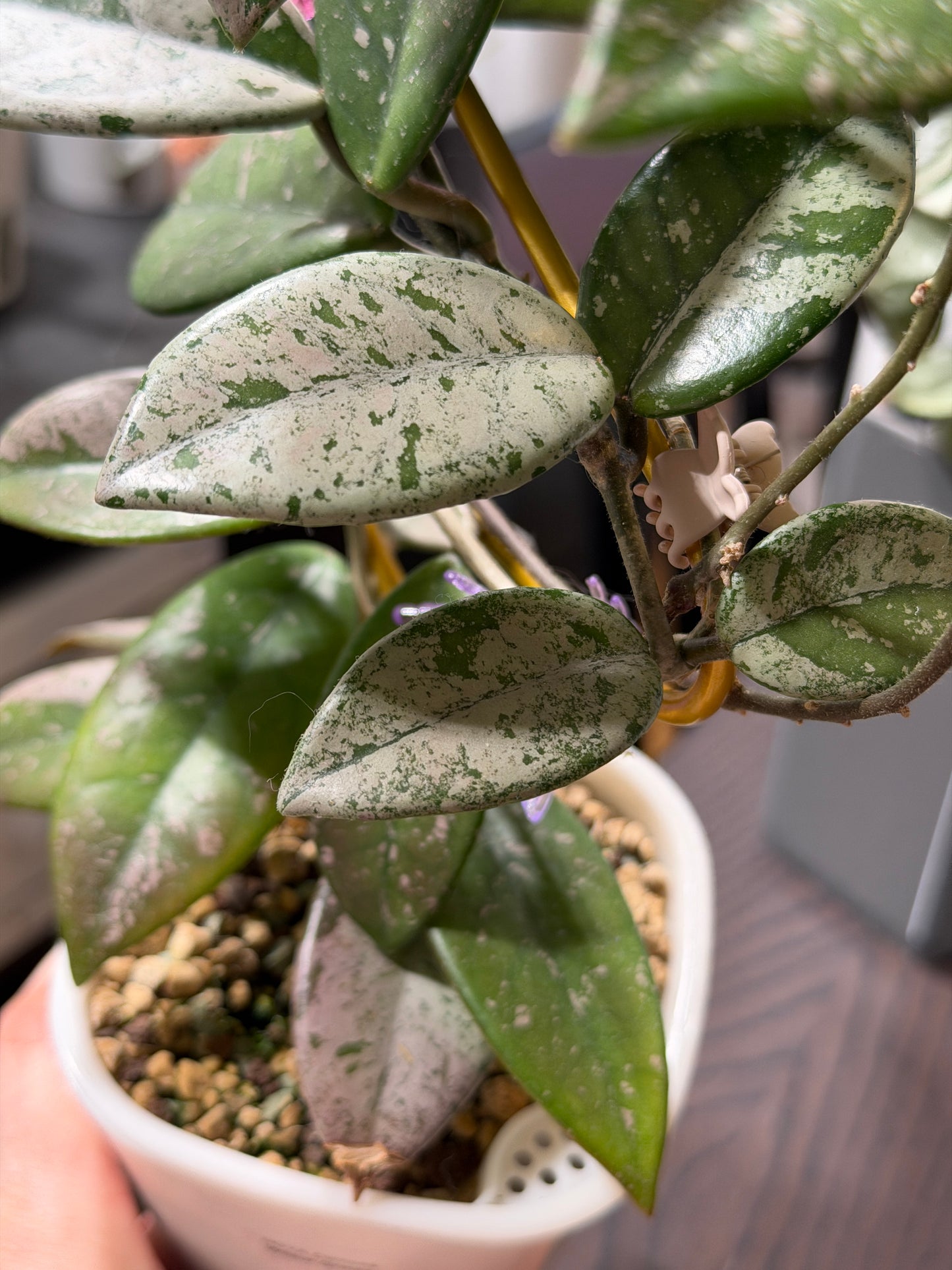 Hoya Carnosa 'Wilbur Graves' – cutting, unrooted, 1-2 leaves