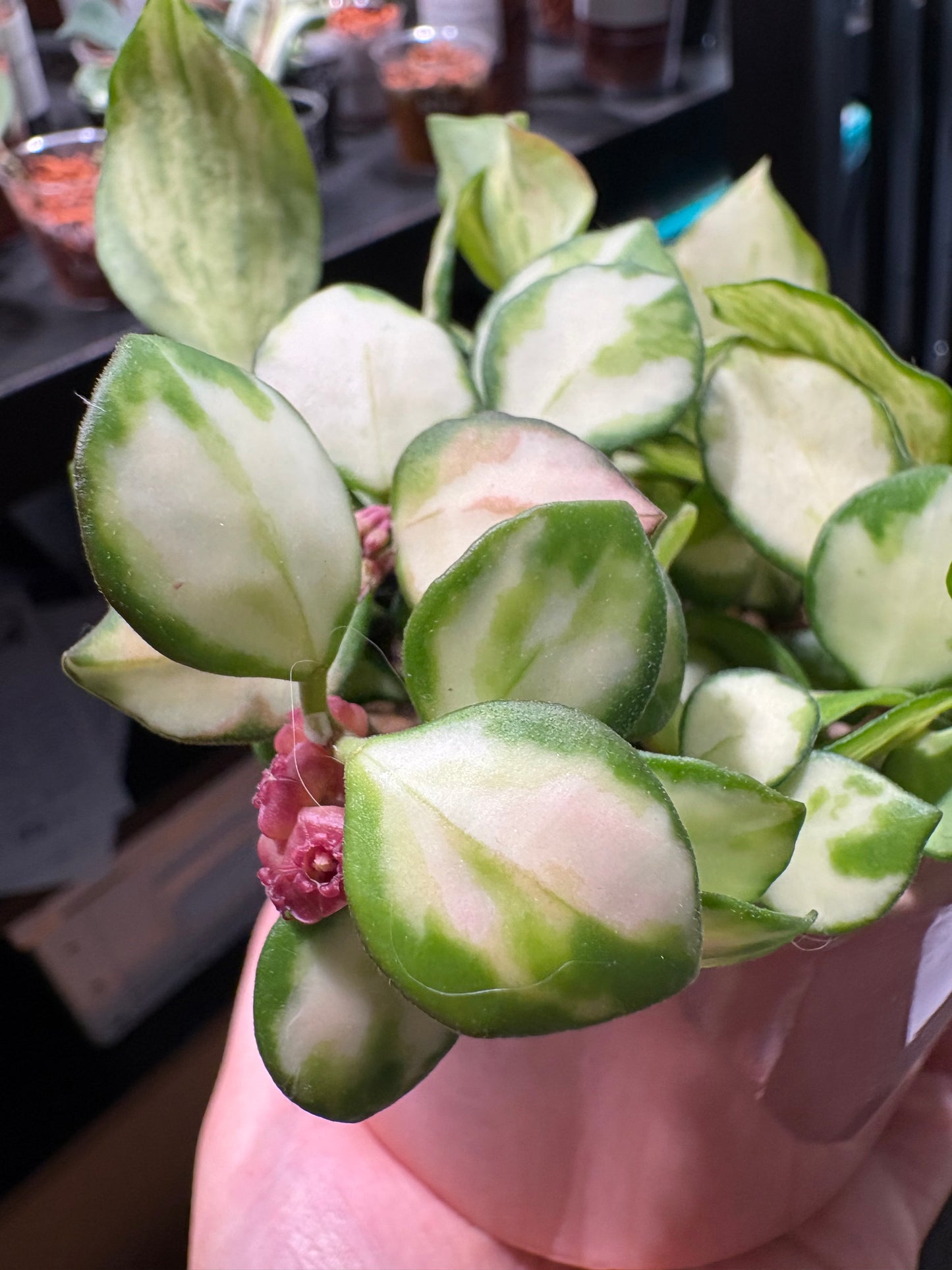 Hoya Heuschkeliana Variegata – Steckling, unbewurzelt, 1-2 Blätter