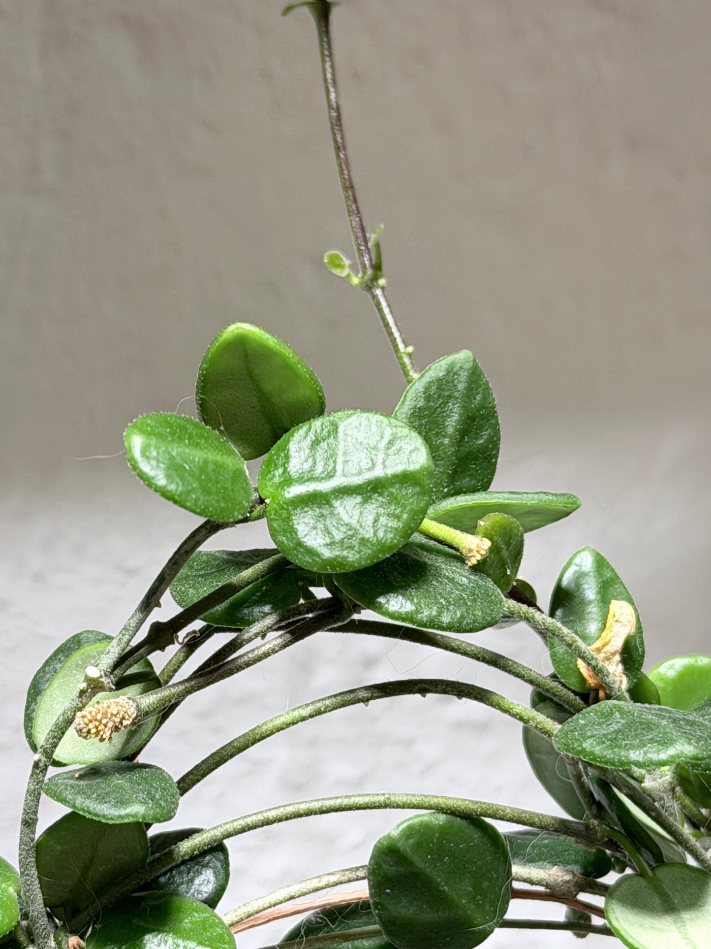 Hoya Tengchongensis – cutting, unrooted, 1-2 leaves