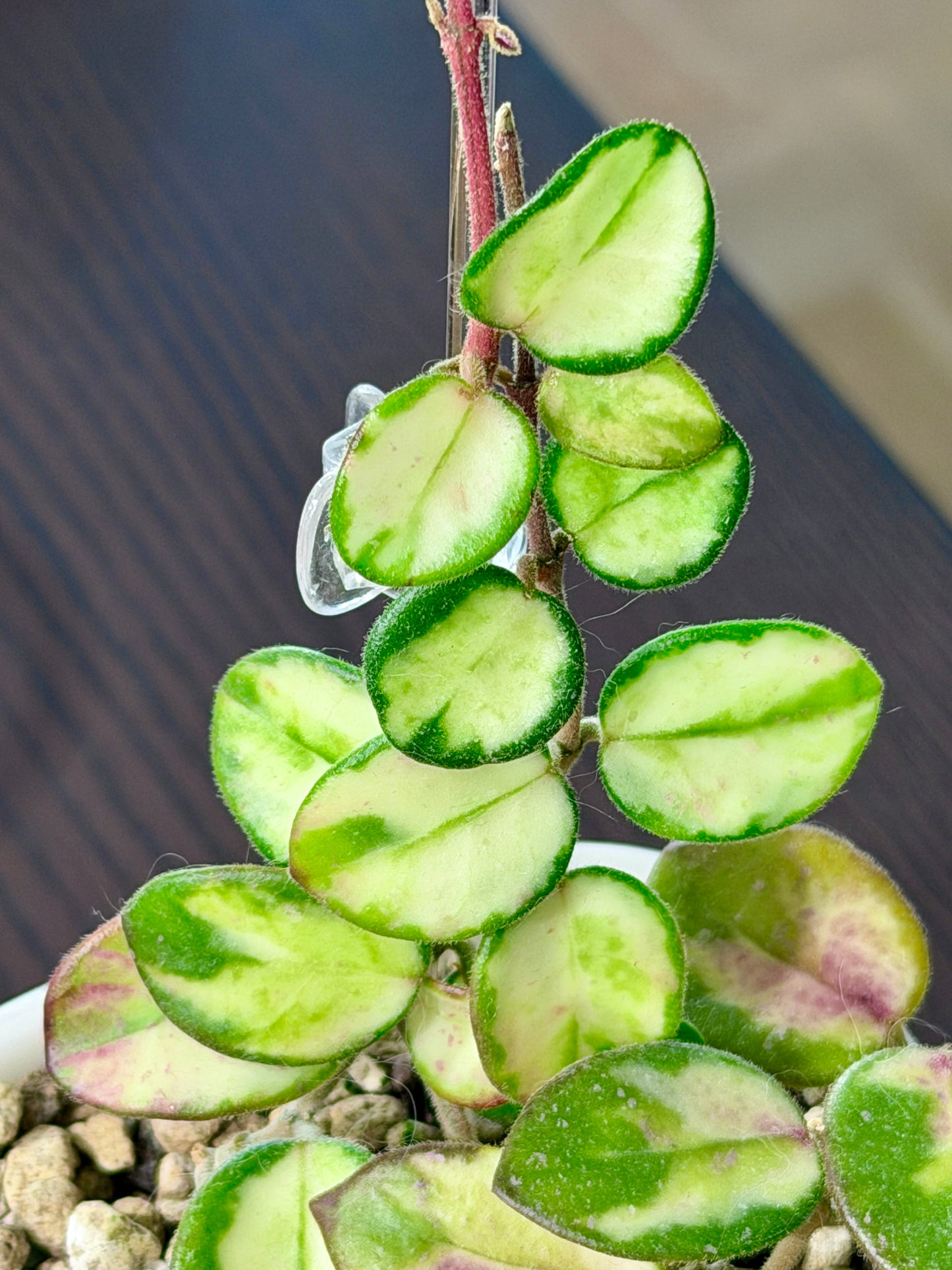 Hoya Mathilde Variegata cutting – unrooted, 1-2 leaves