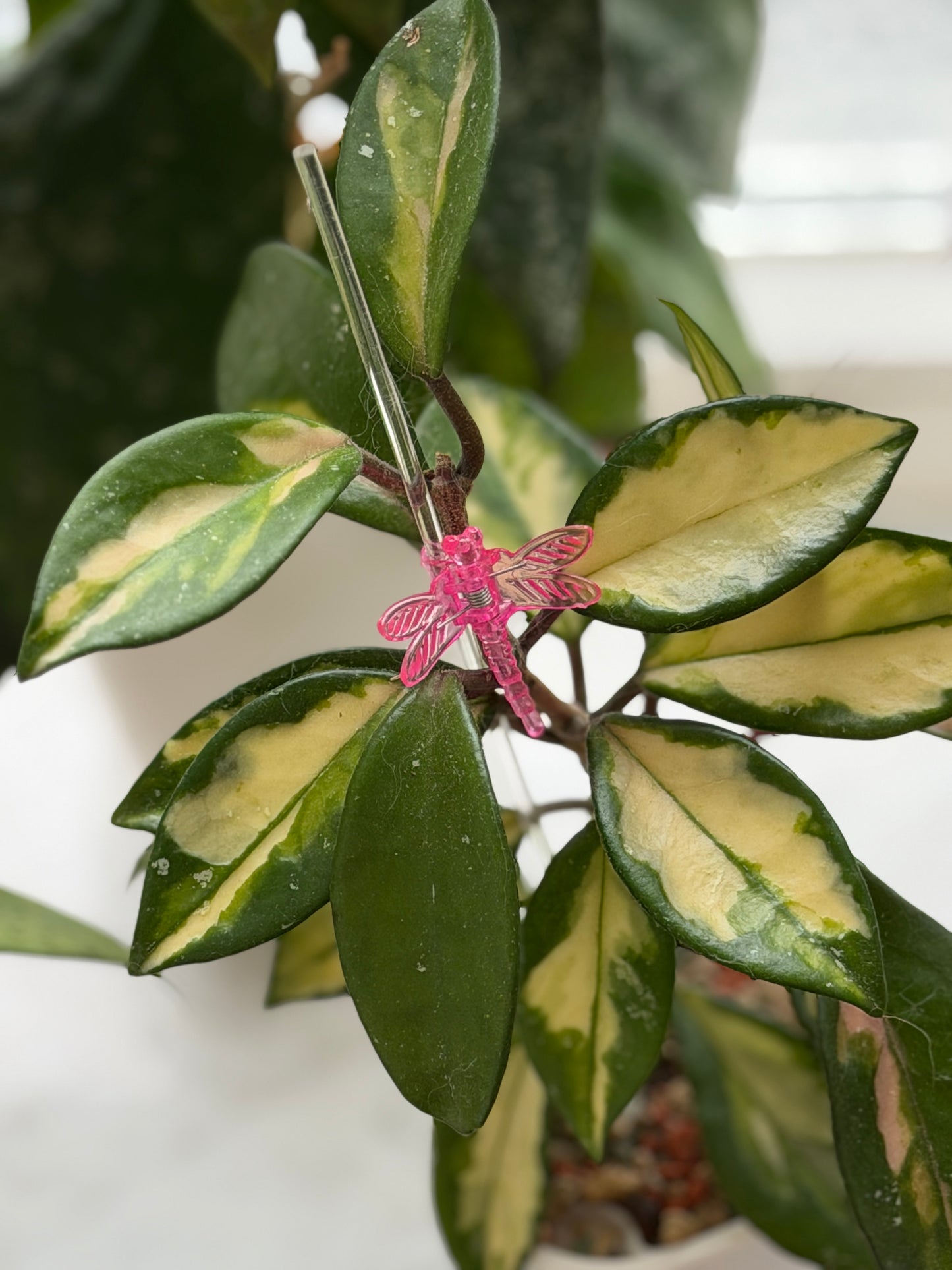 Hoya Carnosa Variegata ‚Krimson Princess‘ – Steckling, unbewurzelt, 1-2 Blätter