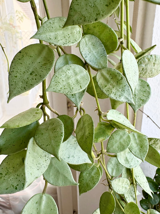 Hoya Lacunosa 'Mint Coin' – Cutting, unrooted, 1-2 leaves, silvery-shimmering