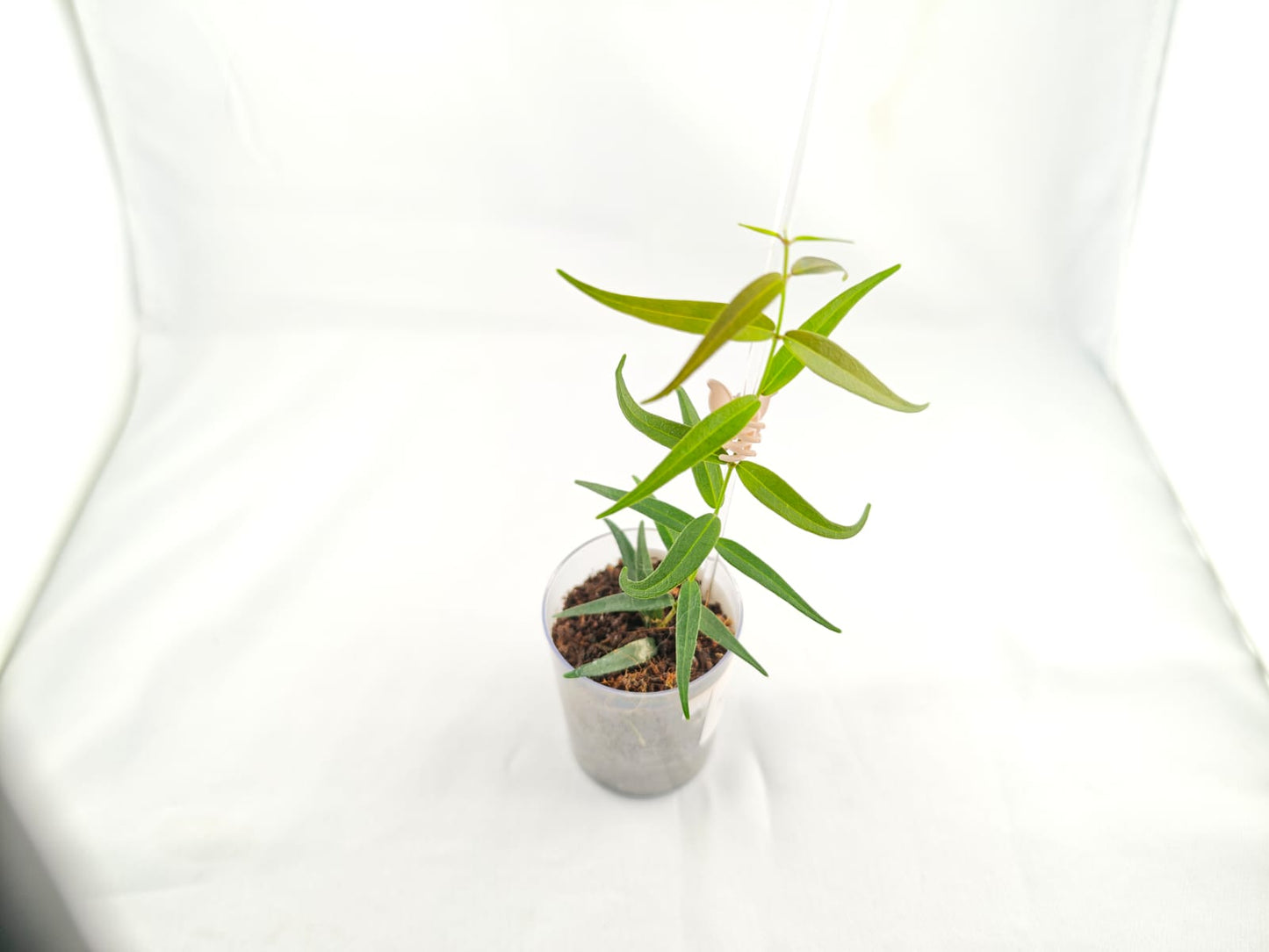 Hoya 'Oligantha' | Rare Hoya Cutting | Fragrant Blooms | 2-Leaf Cutting | Freshly Cut