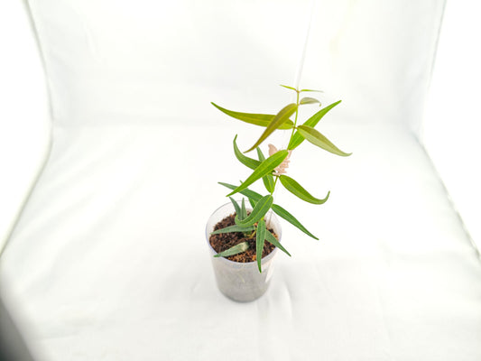 Hoya 'Oligantha' | Rare Hoya Cutting | Fragrant Blooms | 2-Leaf Cutting | Freshly Cut