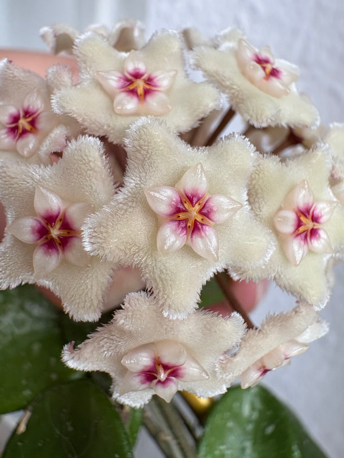 Hoya Mathilde cutting - unrooted, 4-6 leaves