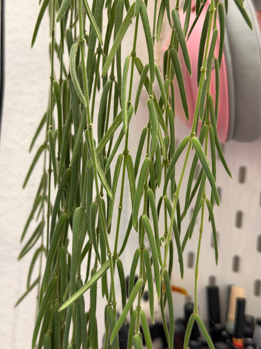 Hoya 'Linearis' – cutting, unrooted, 4-6 leaves