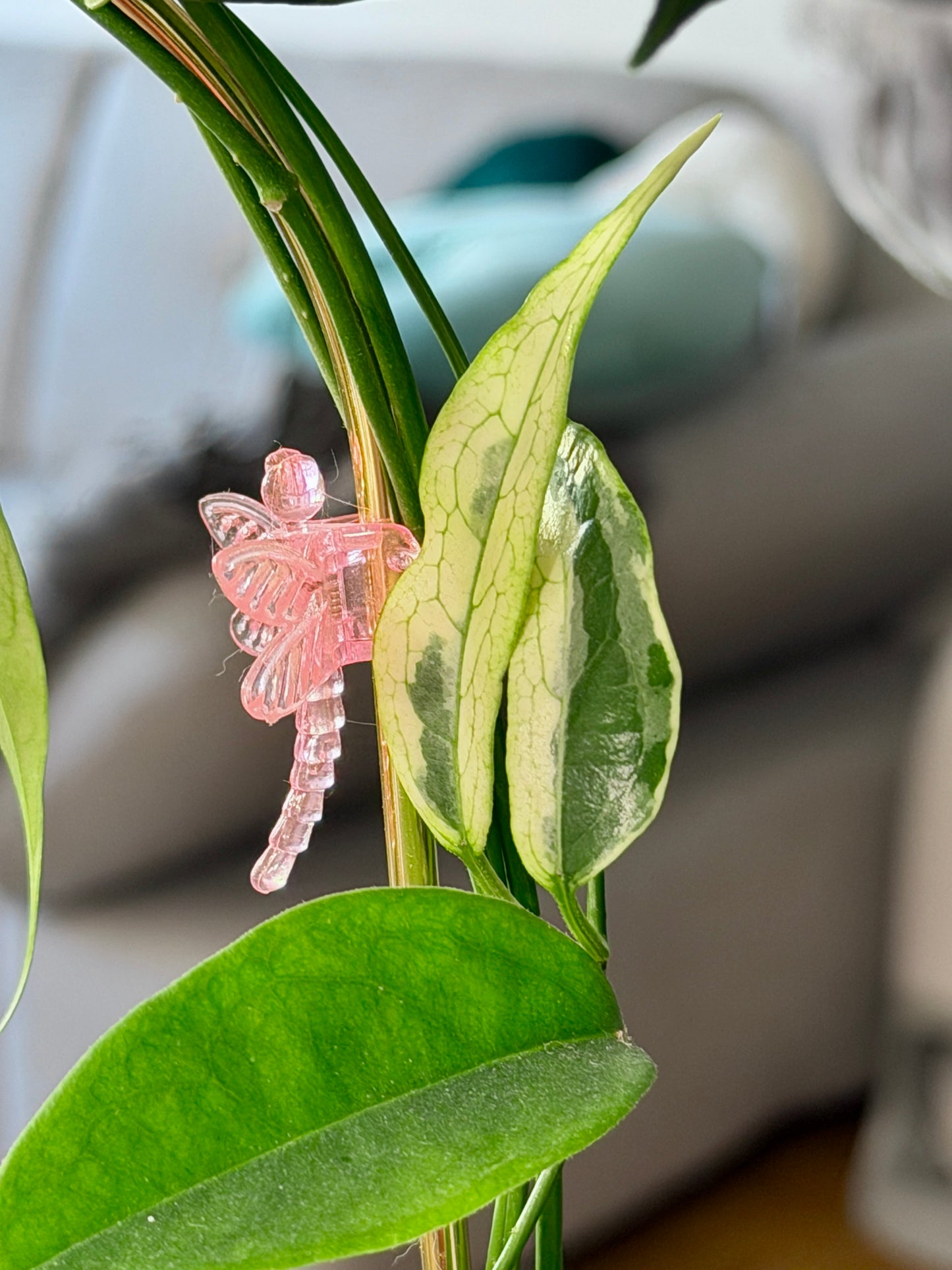 Hoya buotii albomarginata | cutting, unrooted, 1-2 leaves