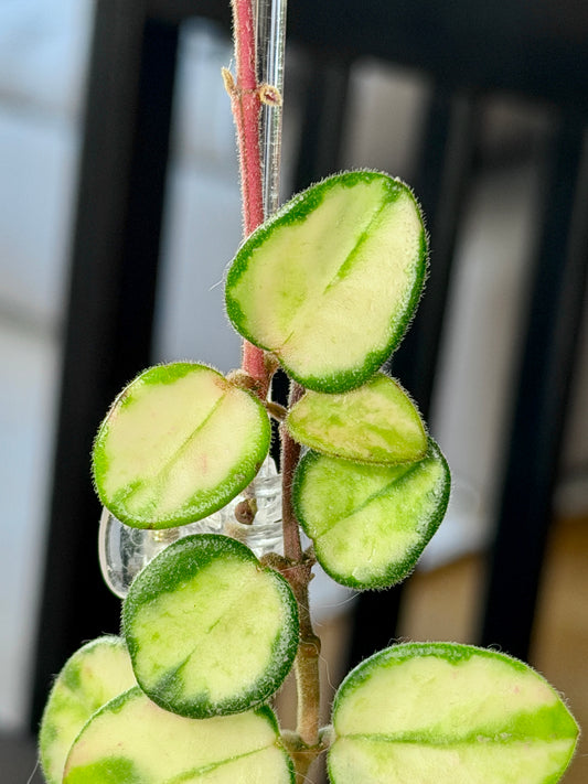 Hoya Mathilde Variegata cutting – unrooted, 1-2 leaves