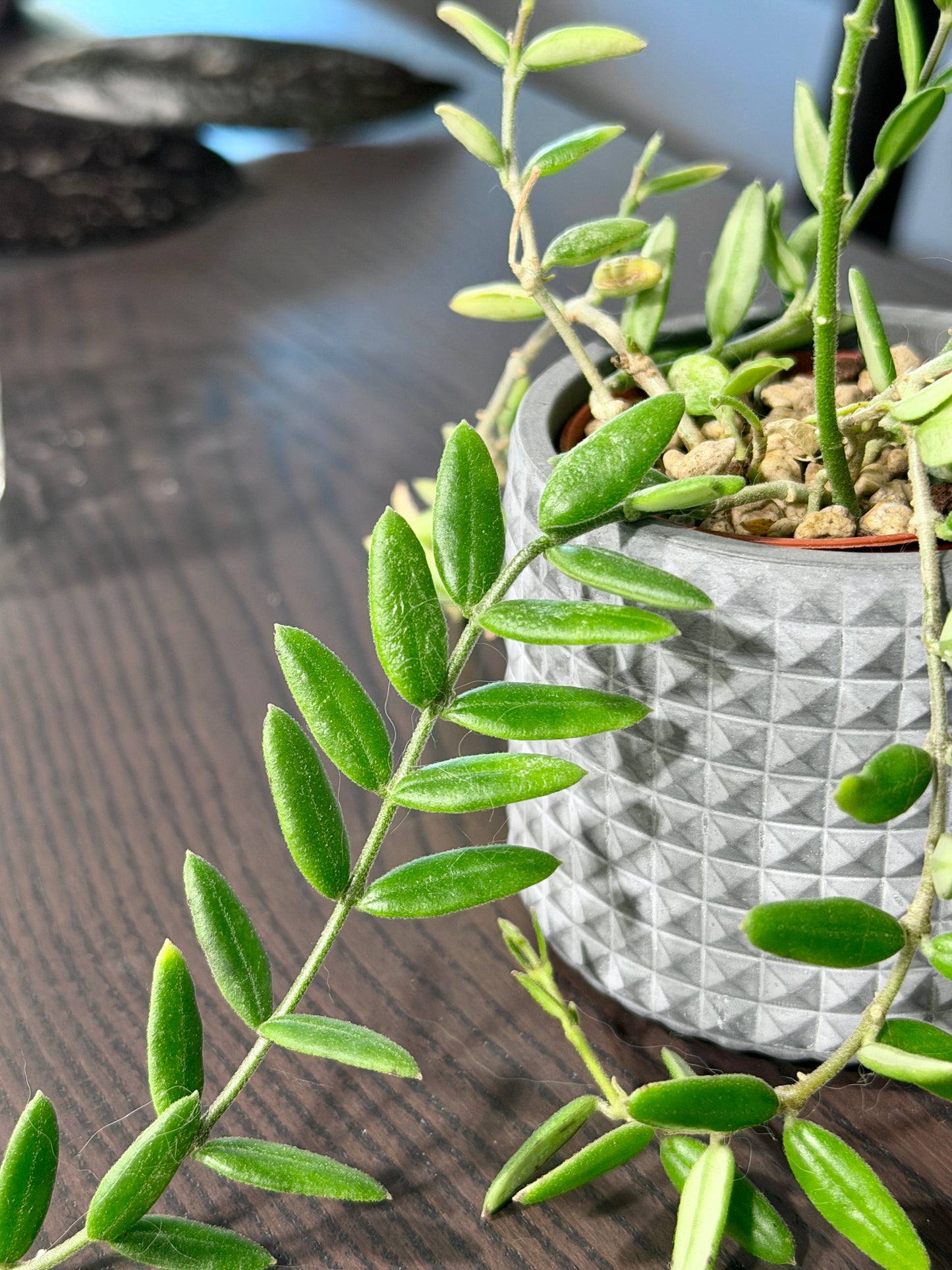 Hoya Engleriana Vietnam – Miniature Wonder | Cutting, unrooted, 4-6 leaves