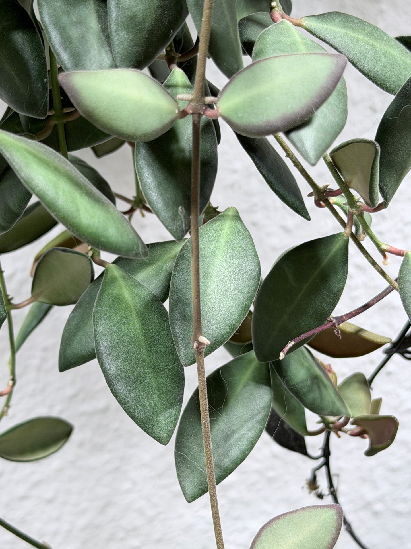Hoya 'Burtoniae' – cutting, unrooted, 2-4 leaves