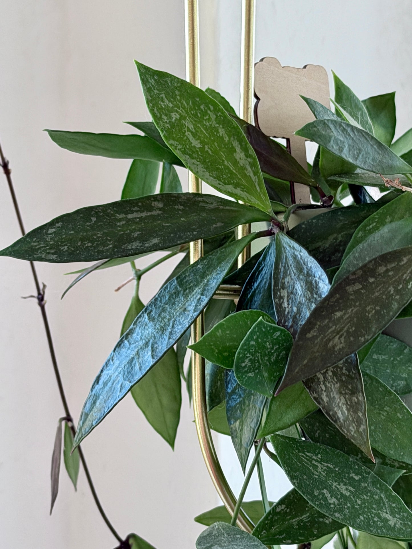 Hoya 'Memoria' aka Gracilis – Cutting, unrooted, 2-4 leaves