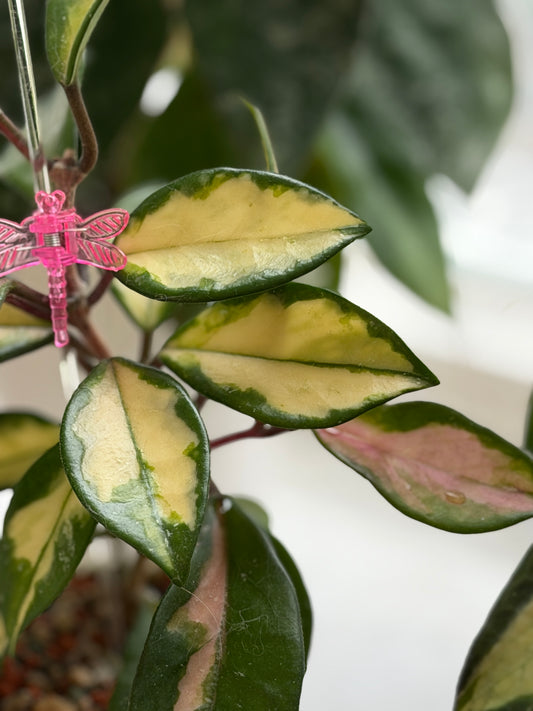 Hoya Carnosa Variegata ‚Krimson Princess‘ – Steckling, unbewurzelt, 1-2 Blätter