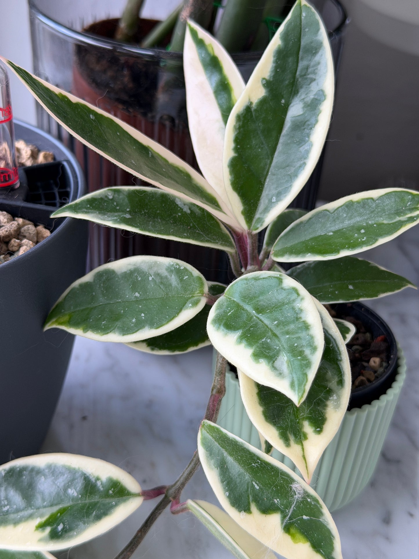 Hoya Carnosa Albomarginata ‚Krimson Queen‘ – Steckling, unbewurzelt, 1-2 Blätter