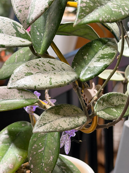 Hoya Carnosa 'Wilbur Graves' – cutting, unrooted, 1-2 leaves