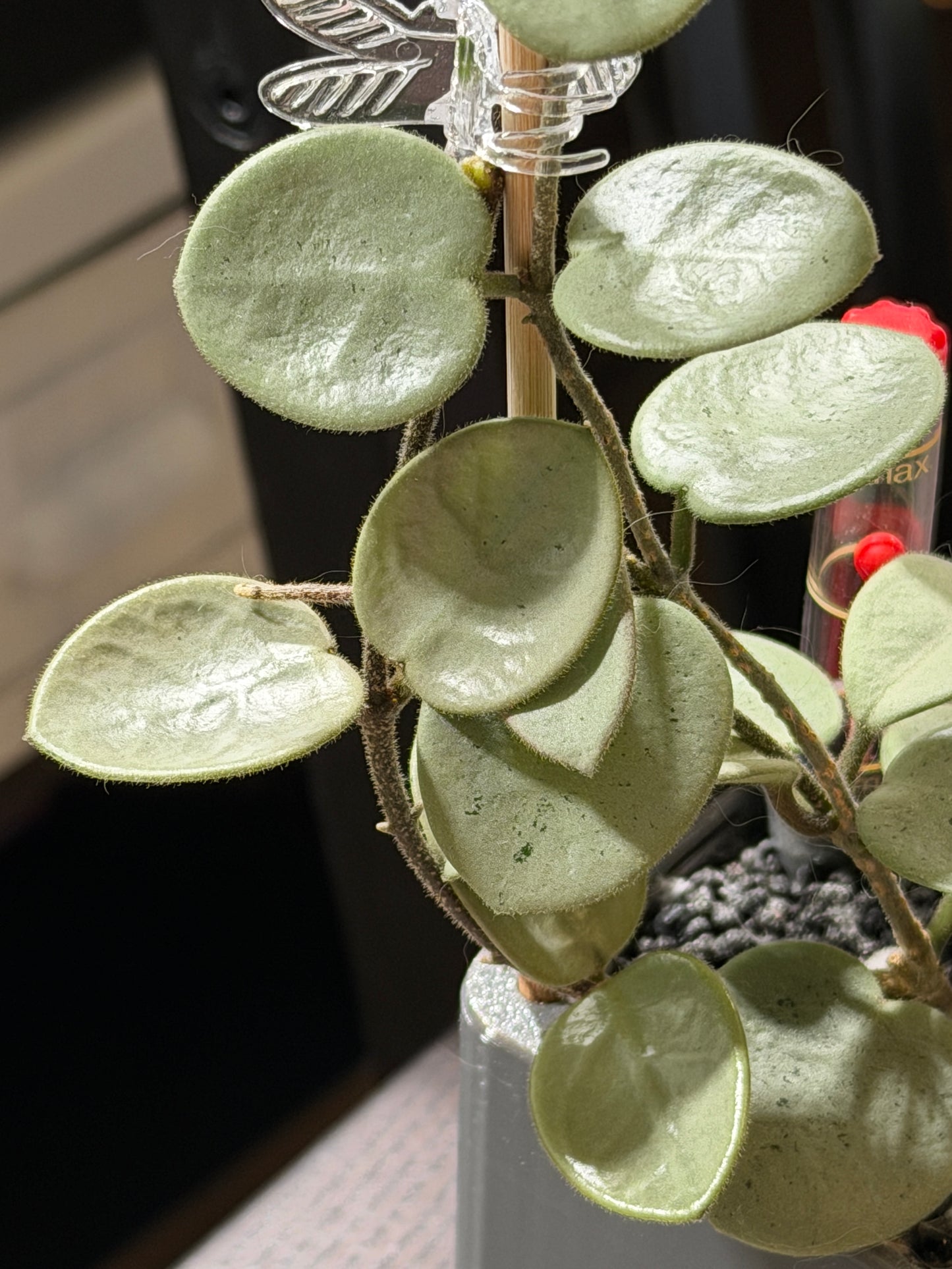 Hoya Mathilde 'Grey Fairy' | Rare cutting, unrooted, 1-2 leaves