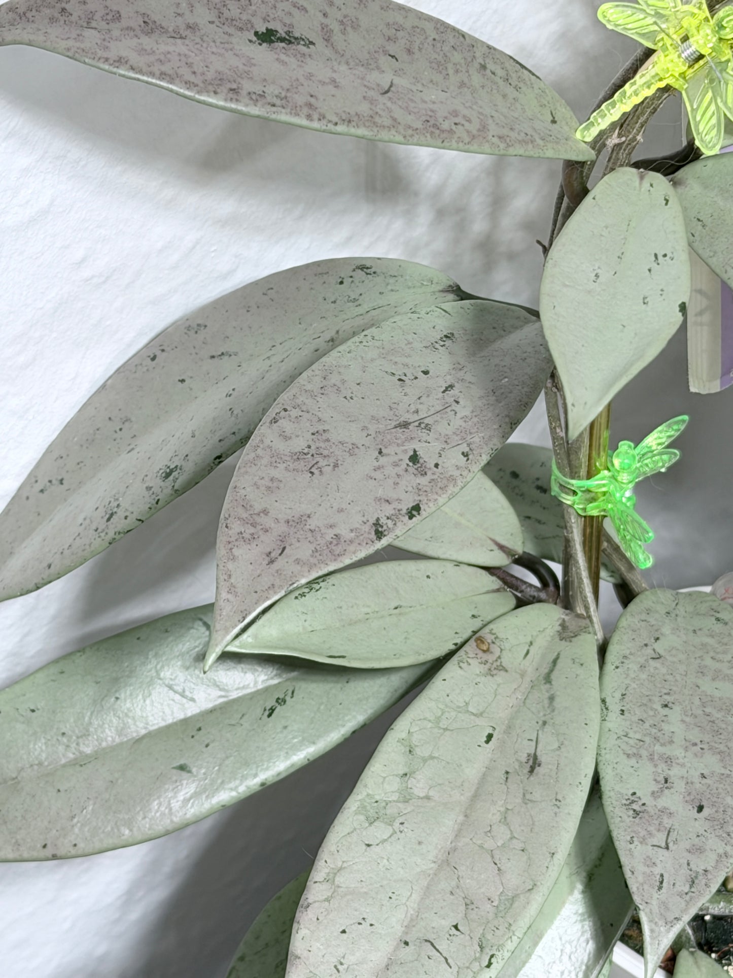 Hoya Pubicalyx Pink Silver Ghost – cutting, unrooted, 1-2 leaves
