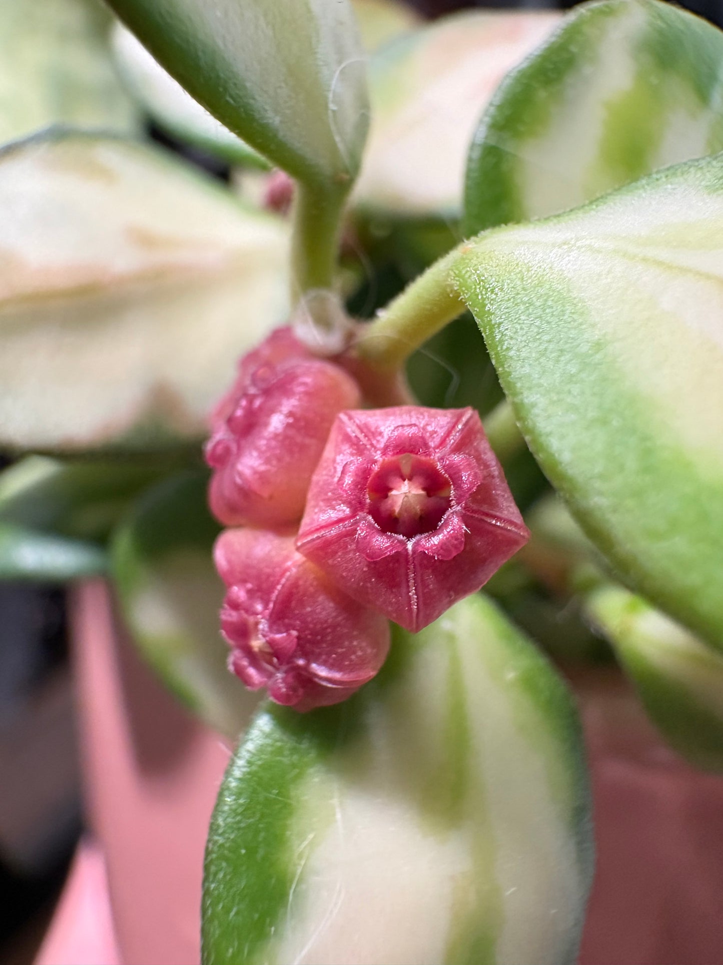 Hoya Heuschkeliana Variegata – Steckling, unbewurzelt, 1-2 Blätter