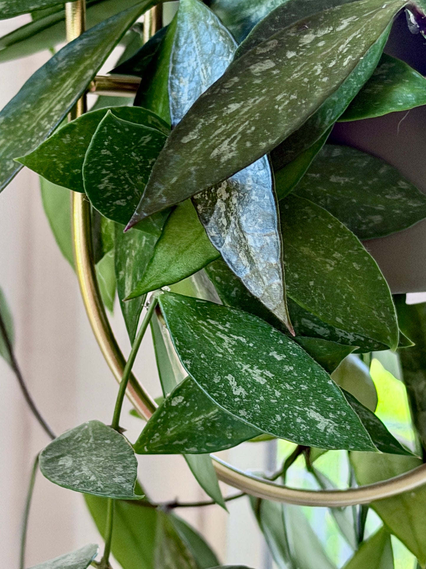 Hoya 'Memoria' aka Gracilis – Cutting, unrooted, 2-4 leaves