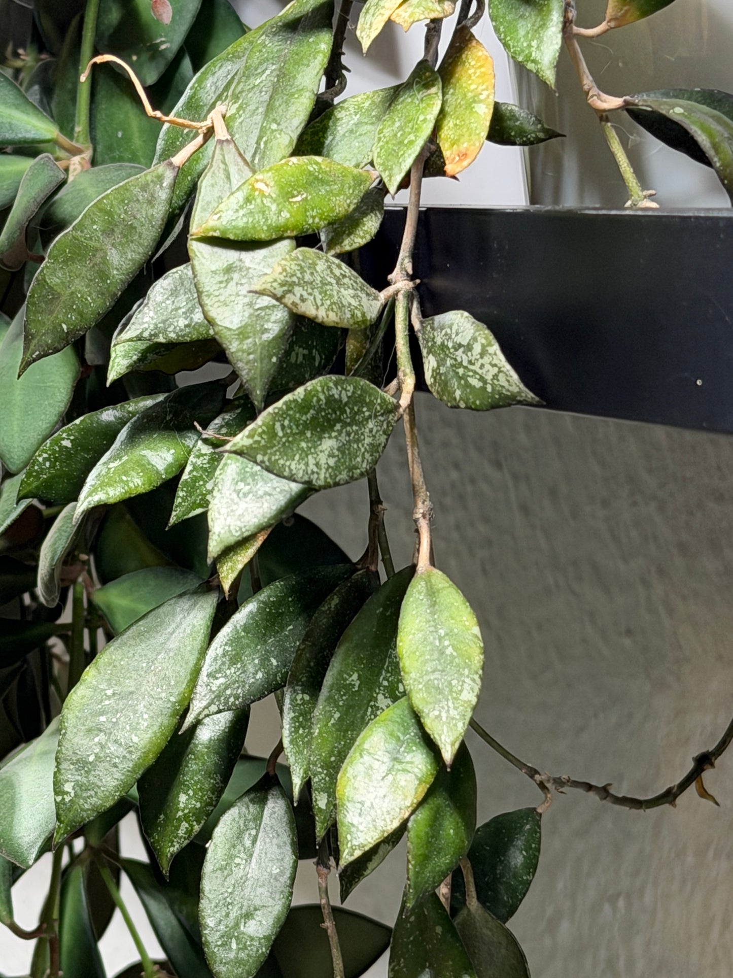 Hoya Lacunosa 'Royal Flush' – cutting, unrooted, 1-2 leaves, plant, wax plant, dark green beauty