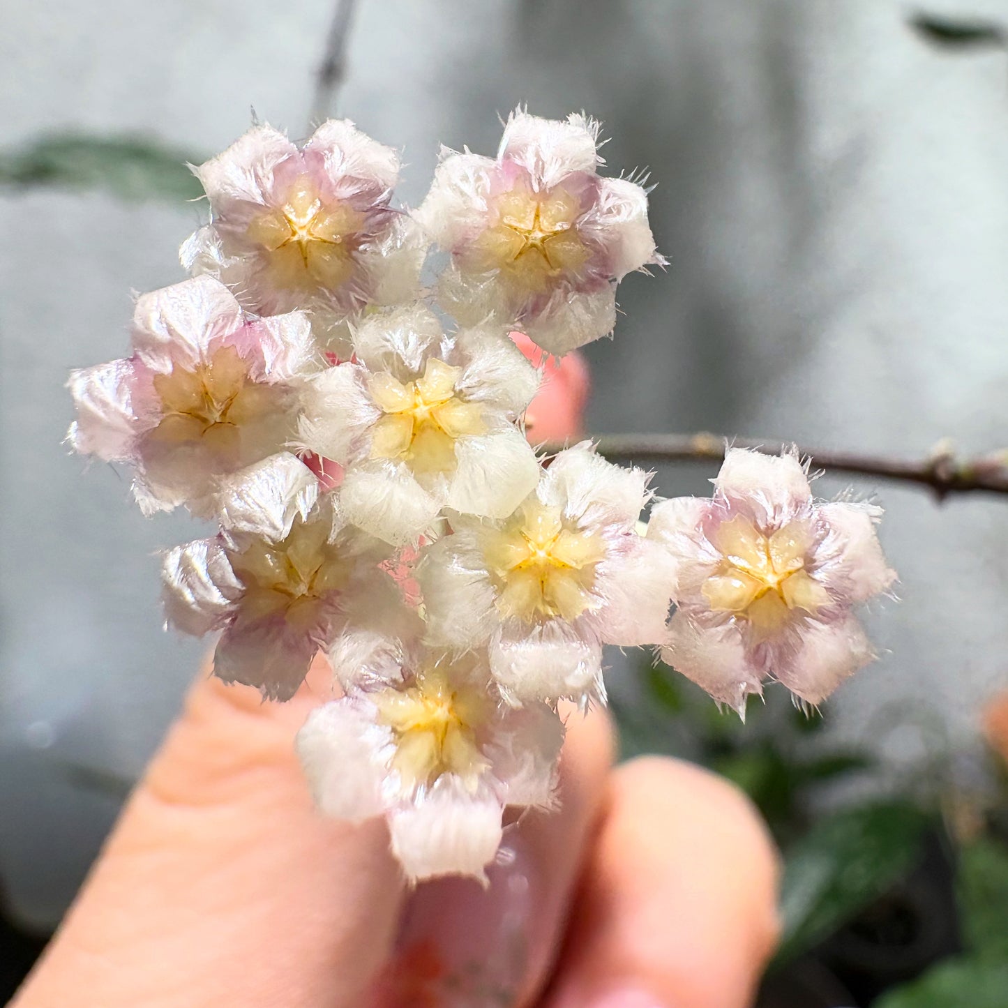 Hoya Lacunosa 'Royal Flush' – cutting, unrooted, 1-2 leaves, plant, wax plant, dark green beauty