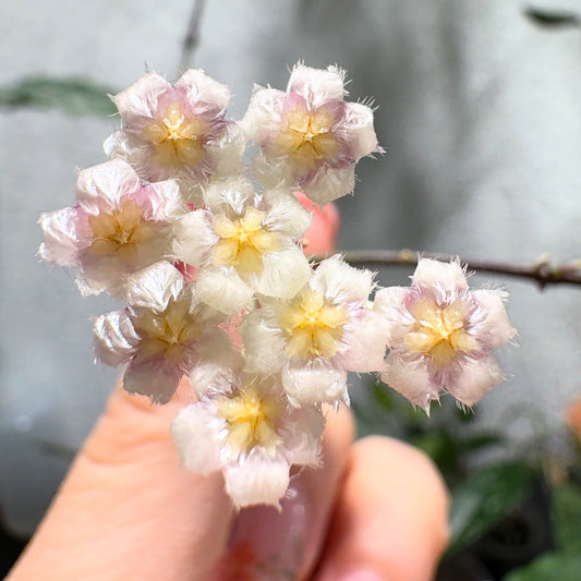 Hoya Lacunosa 'Royal Flush' – cutting, unrooted, 1-2 leaves, plant, wax plant, dark green beauty
