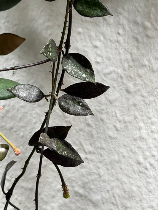 Hoya Lacunosa 'Royal Flush' – cutting, unrooted, 1-2 leaves, plant, wax plant, dark green beauty