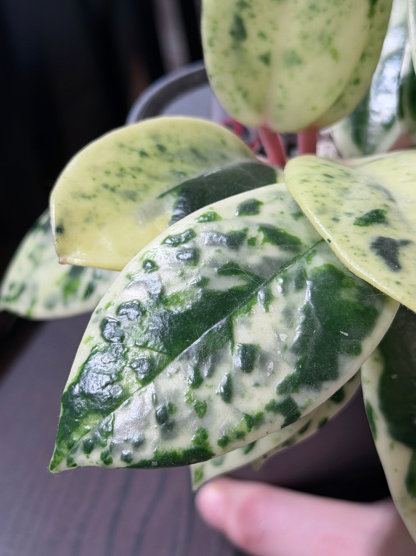 Hoya Carnosa Madara 'Snow Angel' | Rare cutting, unrooted, 1-2 leaves