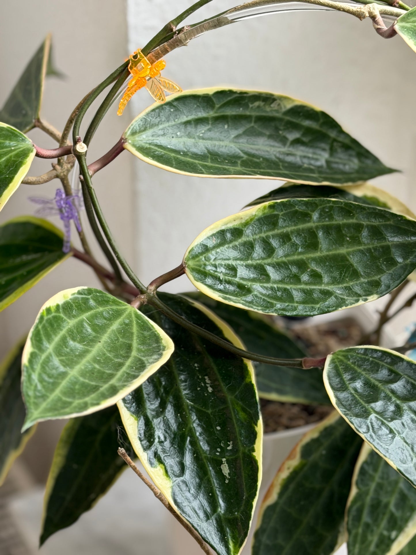 Hoya Latifolia Albomarginata– Steckling, unbewurzelt, 1-2 Blätter