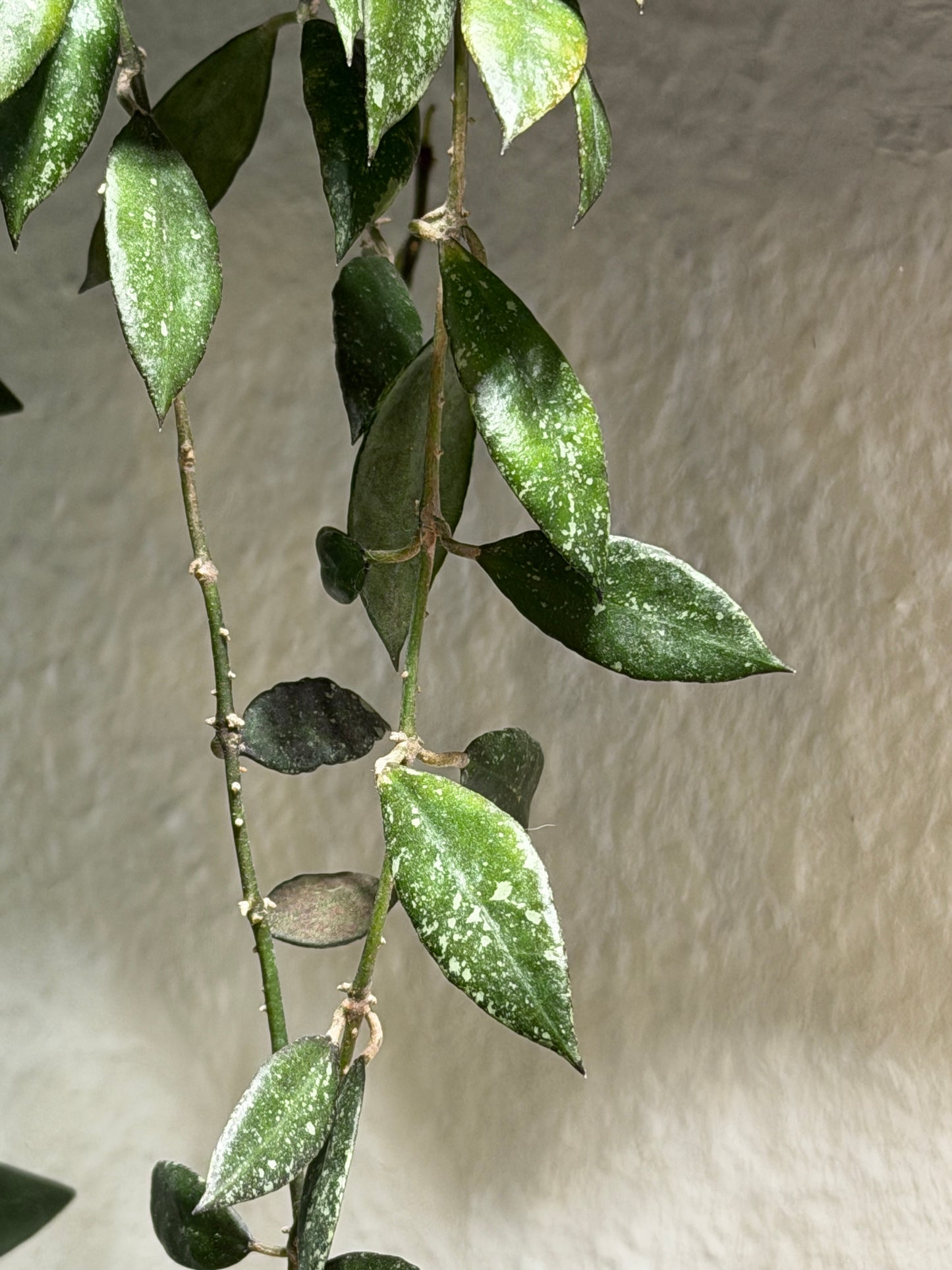 Hoya Lacunosa 'Royal Flush' – cutting, unrooted, 1-2 leaves, plant, wax plant, dark green beauty