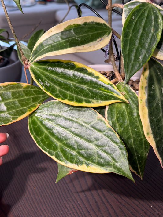 Hoya Latifolia Albomarginata– Steckling, unbewurzelt, 1-2 Blätter