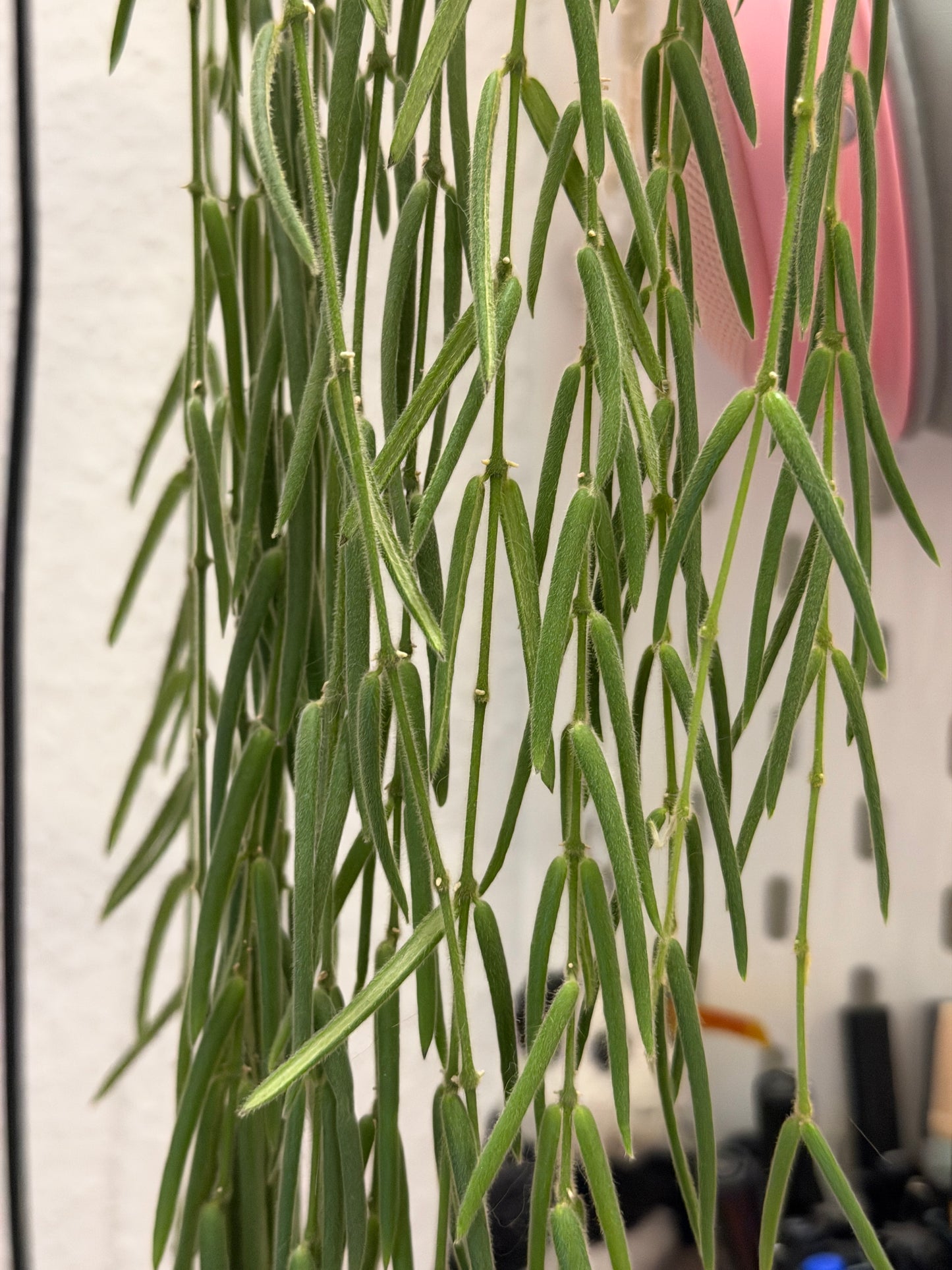 Hoya 'Linearis' – cutting, unrooted, 4-6 leaves