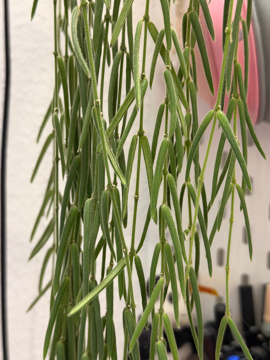 Hoya 'Linearis' – cutting, unrooted, 4-6 leaves