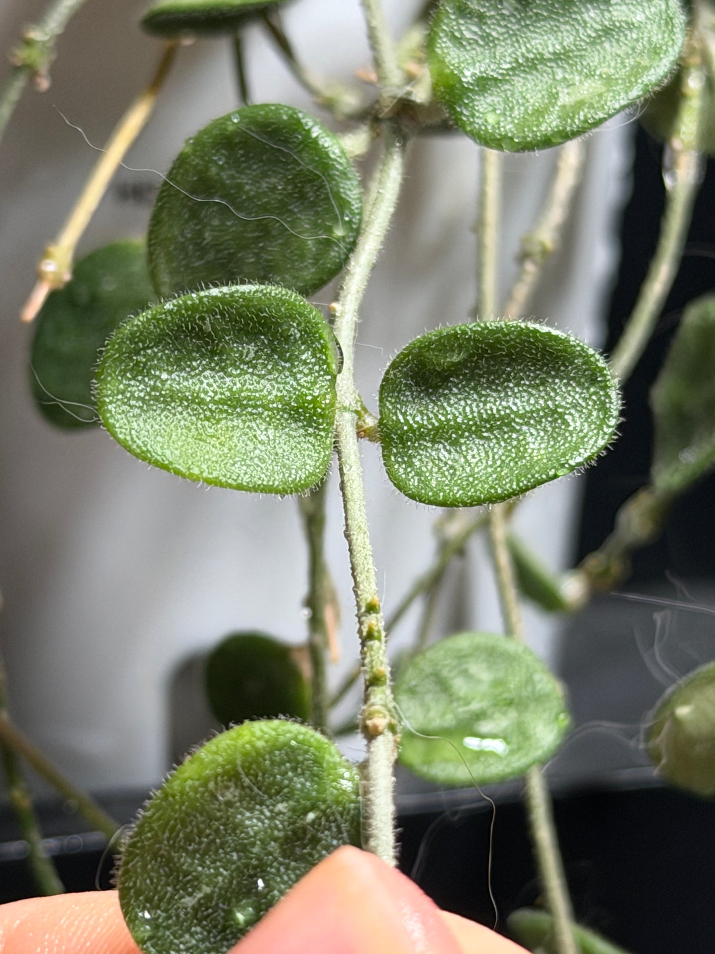 Hoya 'Serpens' | Unrooted cutting 2-4 leaves