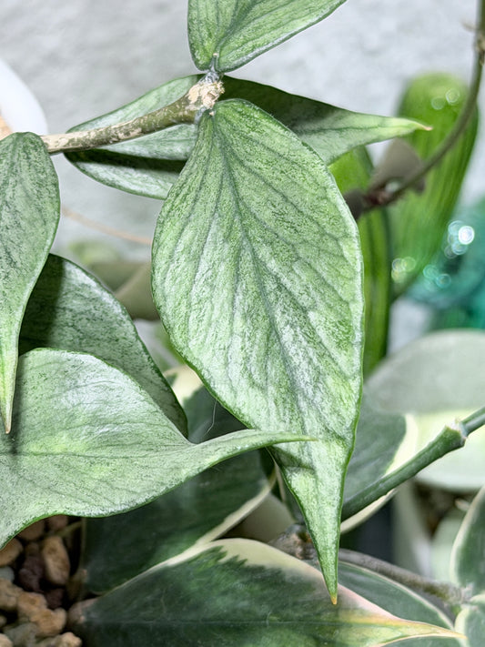 Hoya Polyneura 'Full Silver' | – Cutting, unrooted, 1-2 leaves