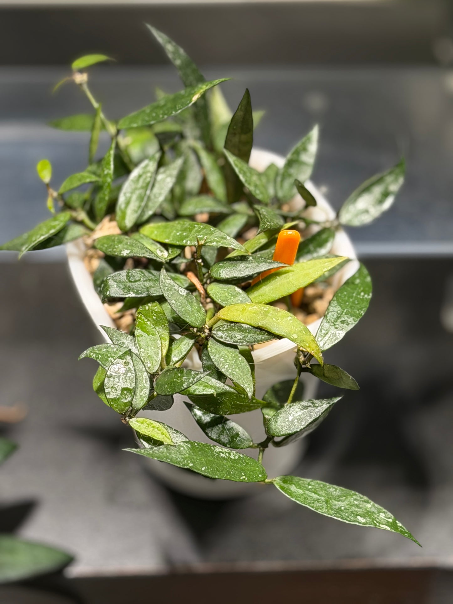 Hoya Lacunosa 'Langkawi Island' | Cutting, unrooted, 1-2 leaves