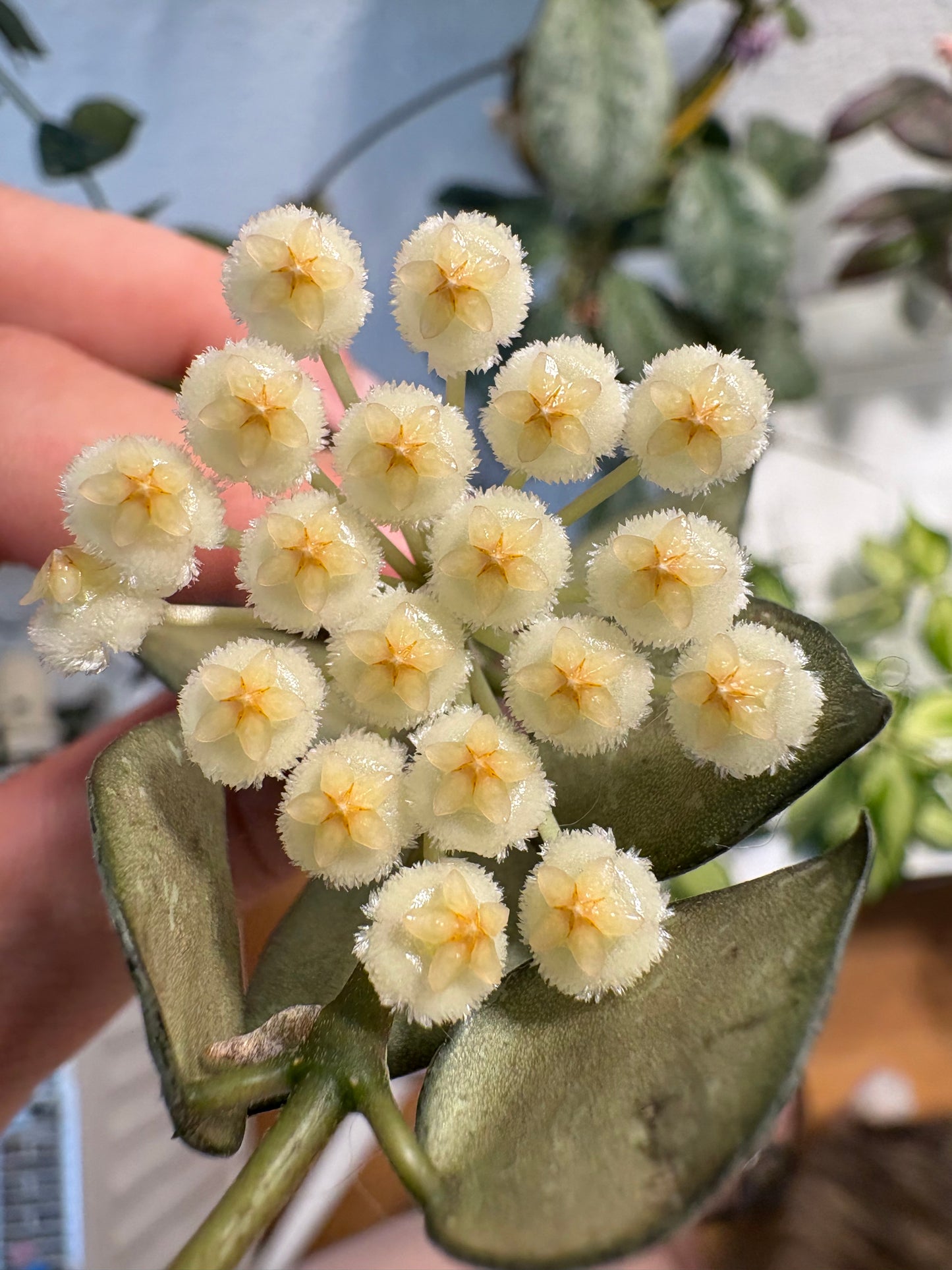 Hoya 'Krohniana' – cutting, unrooted, 2-4 leaves