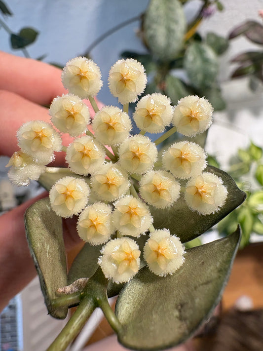 Hoya 'Krohniana' – cutting, unrooted, 2-4 leaves