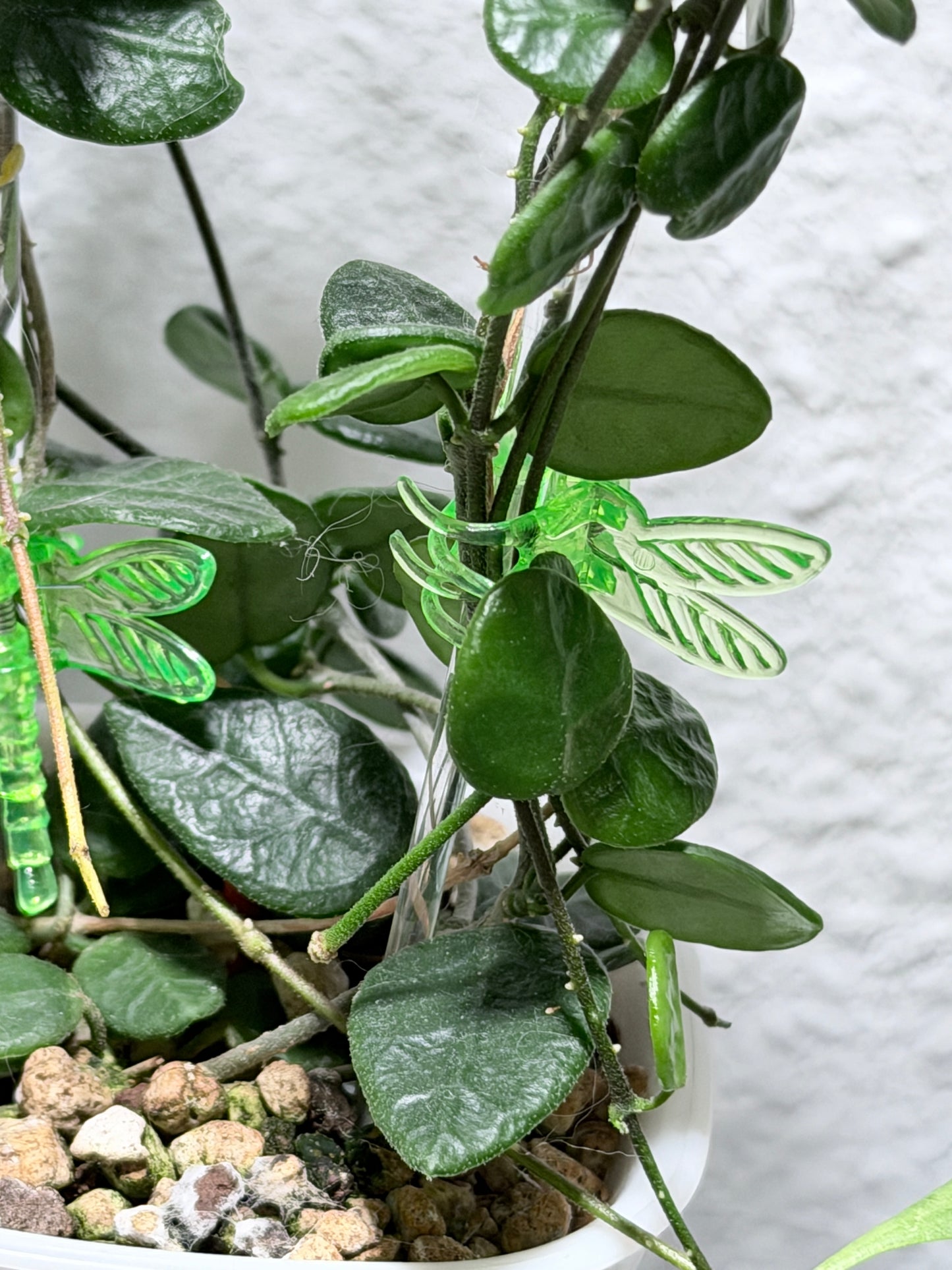 Hoya Tengchongensis – cutting, unrooted, 1-2 leaves