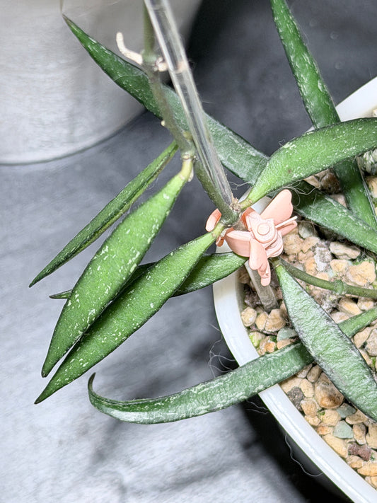 Hoya NO ID sp. 'Sumatra' – cutting, unrooted, 1-2 leaves