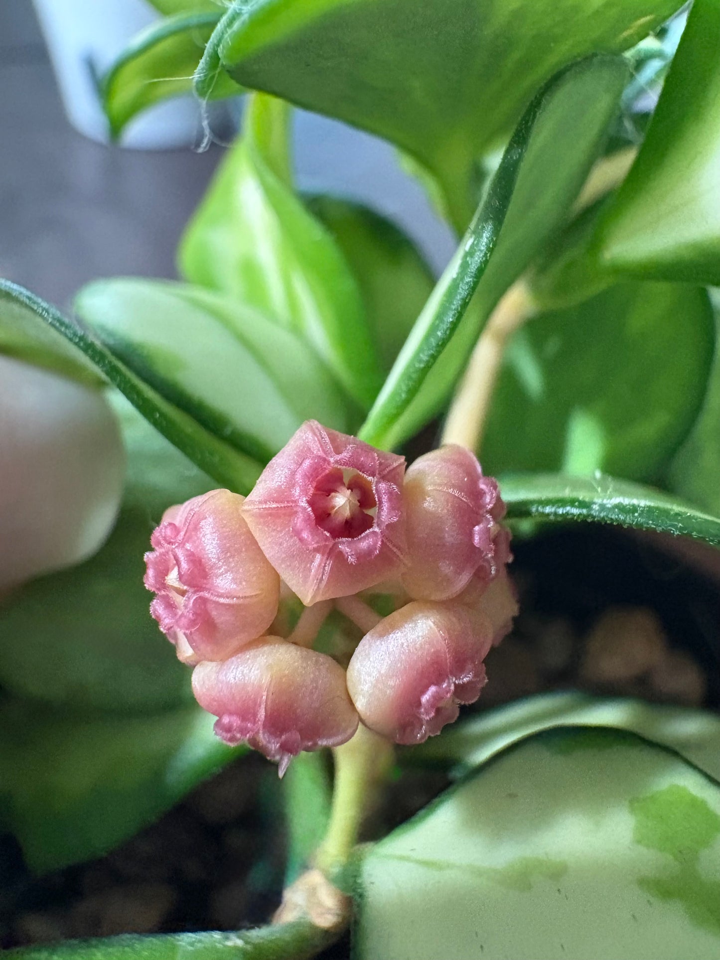 Hoya Heuschkeliana Variegata – Steckling, unbewurzelt, 1-2 Blätter