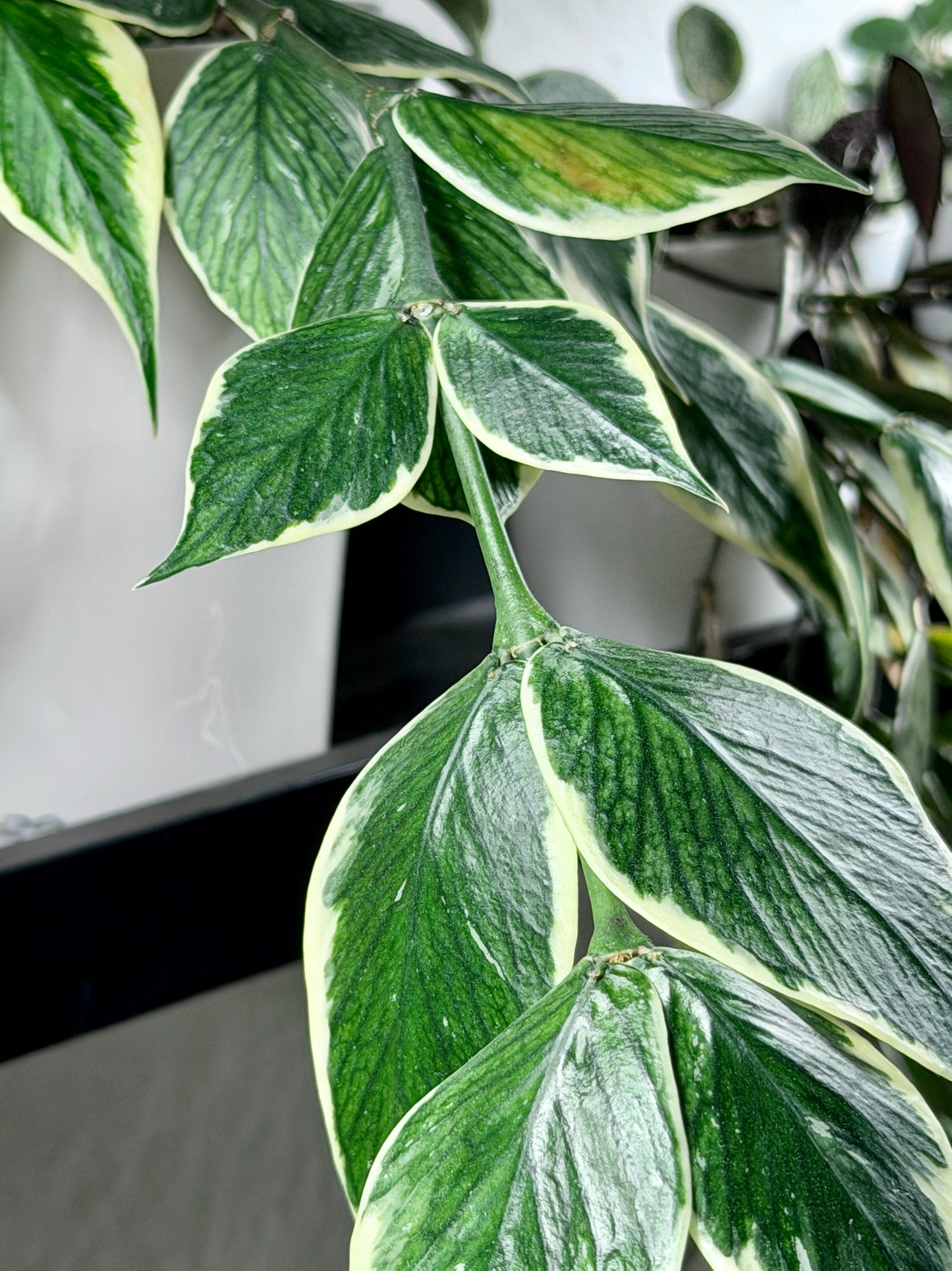 Hoya Polyneura Albomarginata aka 'Outer Variegata' | Cutting, unrooted, 1-2 leaves