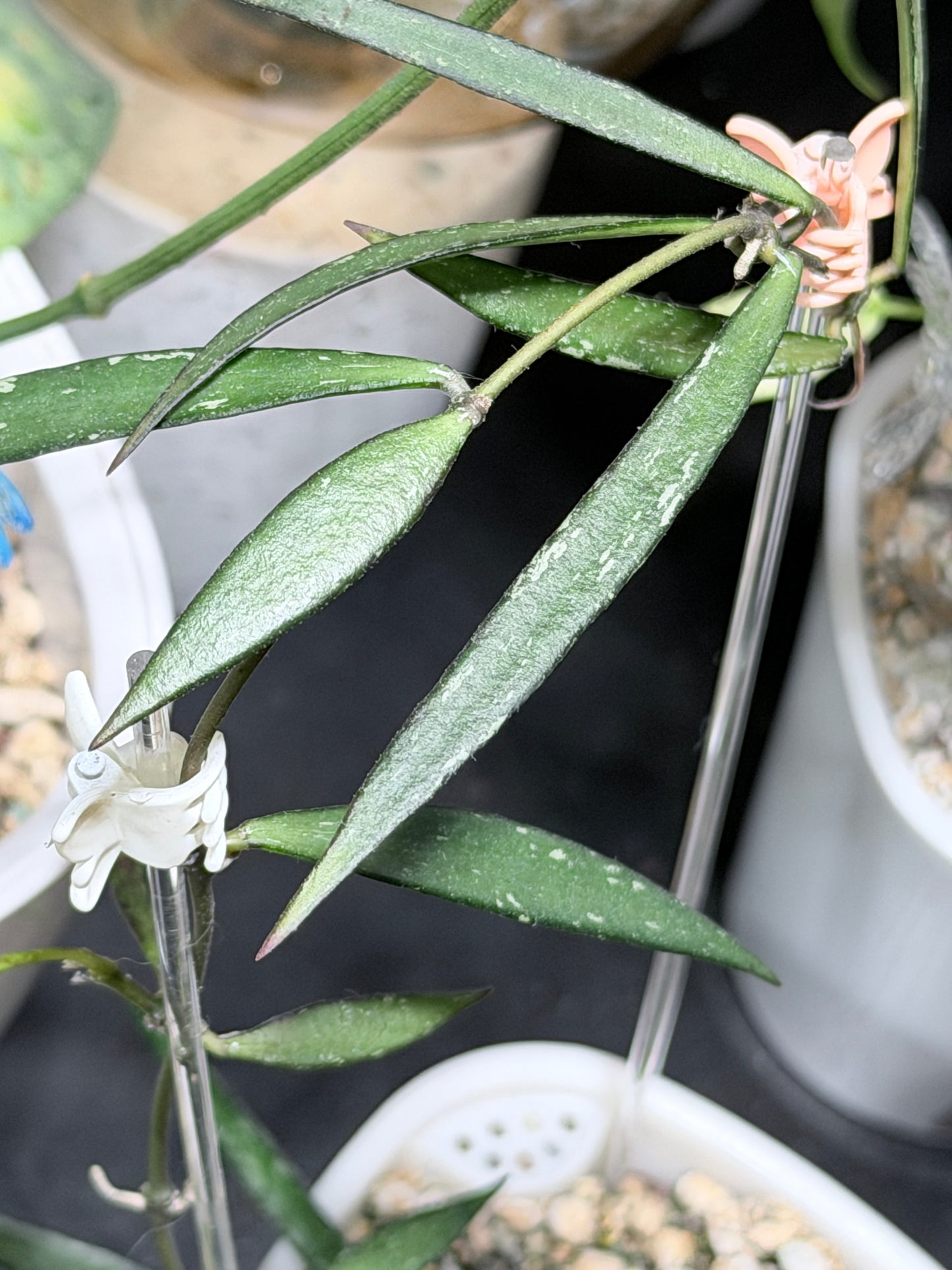 Hoya NO ID sp. 'Sumatra' – cutting, unrooted, 1-2 leaves